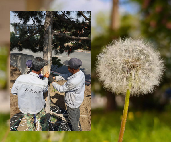 沈阳墓园五月耕耘的季节，龙生墓园用实际行动诠释对生命事业的尊崇与坚守！