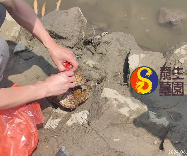沈阳墓地陵园举行放生活动，龙生陵园助力市民践行生命文化！