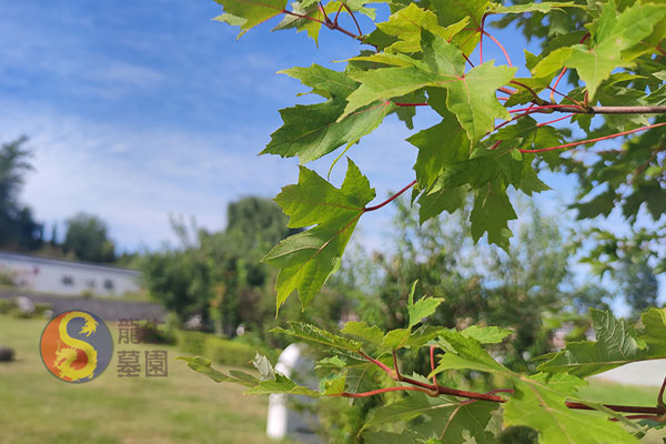 沈阳墓地陵园：龙生墓园山清水秀，冬季买墓优惠活动来袭，一站式服务贴心相伴