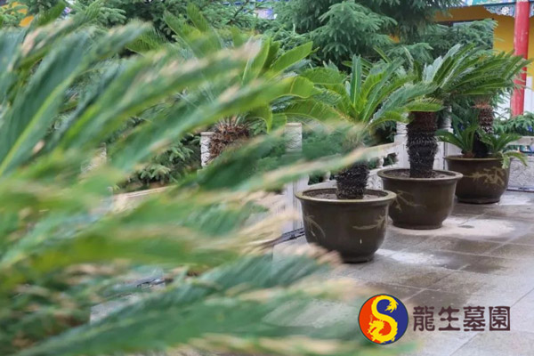 沈阳公墓树葬预约参观的具体流程是什么？