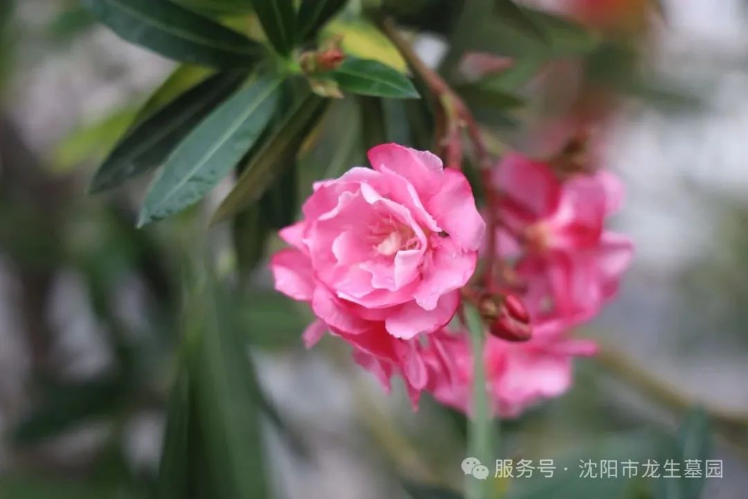 沈阳龙生墓园父亲节特辑|把爱酿进时光