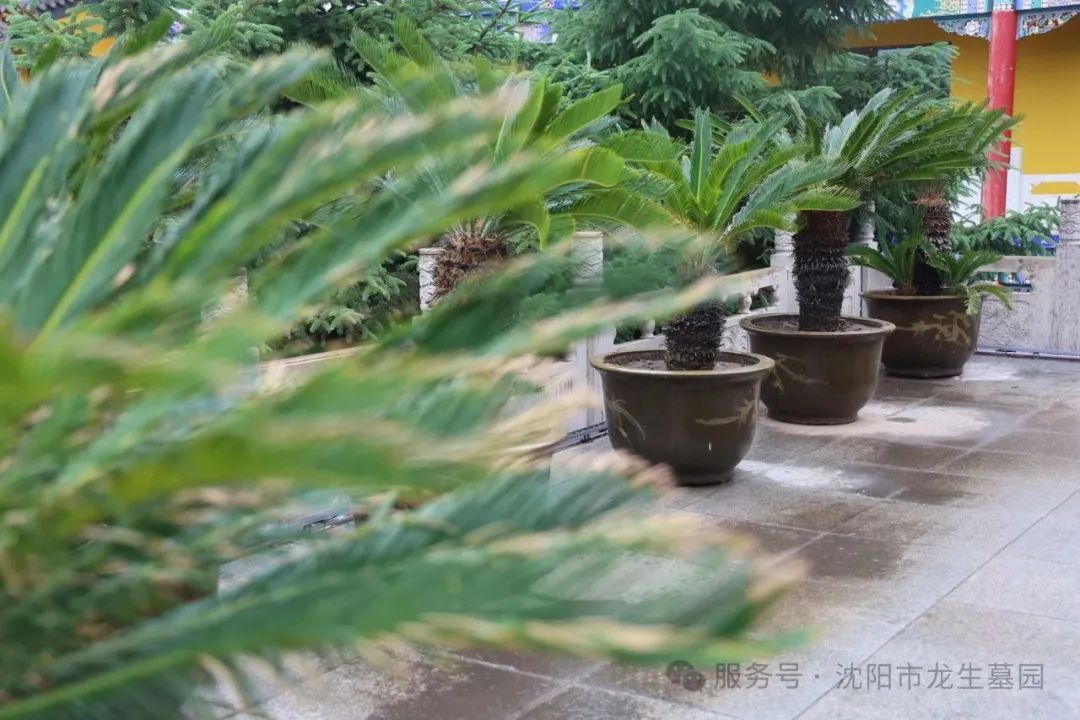 沈阳龙生墓园父亲节特辑|把爱酿进时光