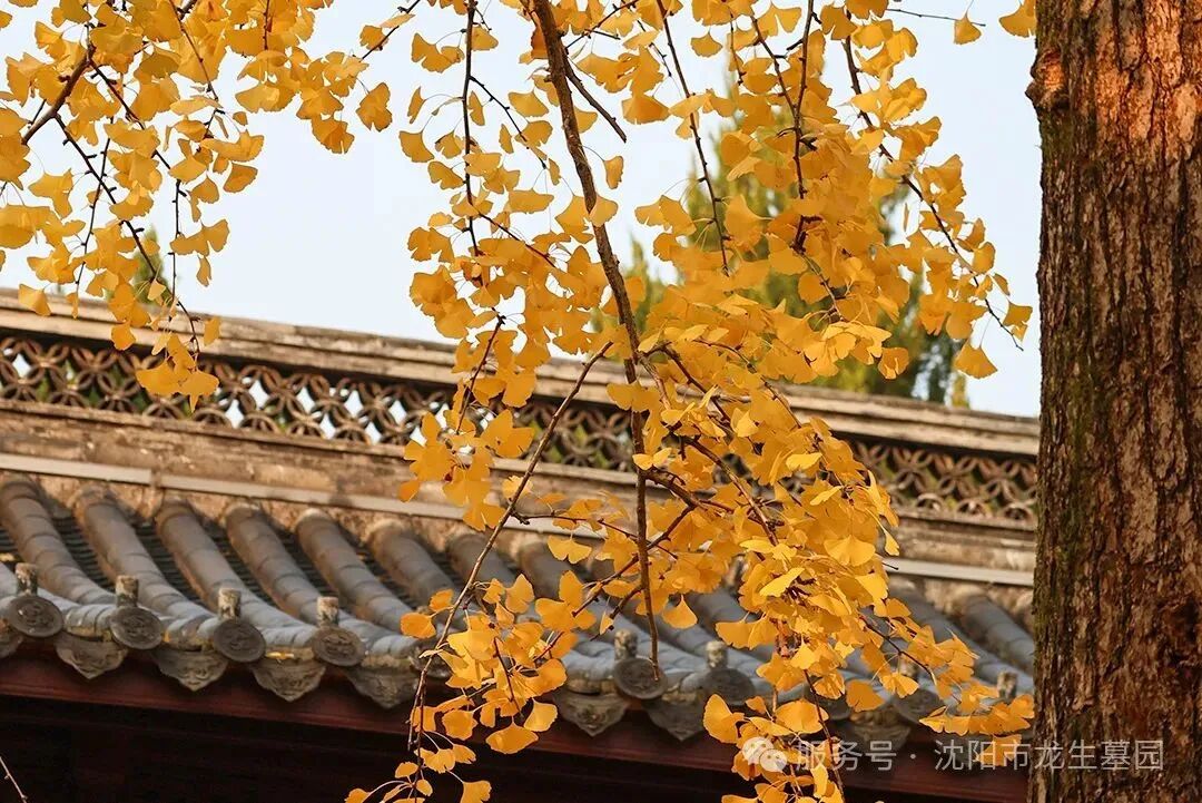 月满华诞,思念更长 | 沈阳龙生墓园代祭,一份家国同庆时的温暖托付