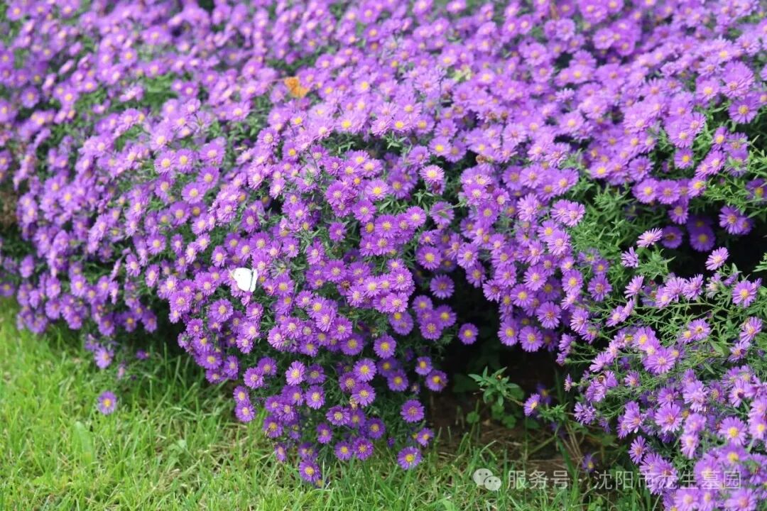 让思念在“数字”与自然中永续 | 沈阳龙生墓园第五届节地生态葬圆满礼成