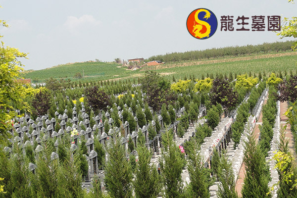 为何沈阳十佳墓园前会摆放石狮子？其历史背景是什么？