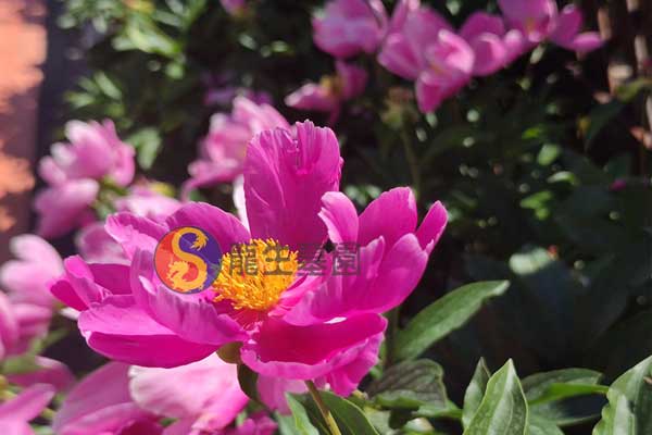 沈阳龙生墓园 沈阳龙生墓园