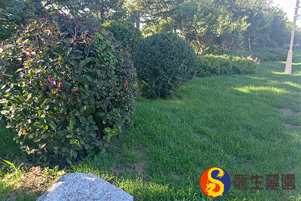 沈阳树葬公墓是什么？树葬的特点与选择！