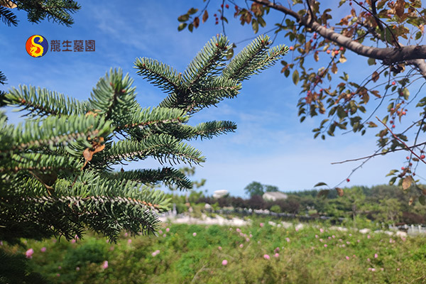 沈阳墓地立向按生辰还是亡日的习俗