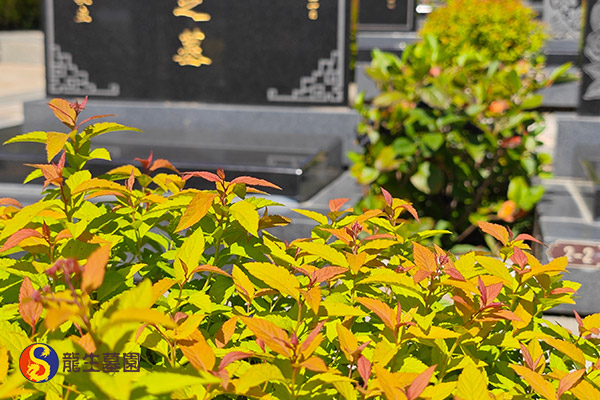 沈阳墓园是否能去祭奠？开放情况与注意事项