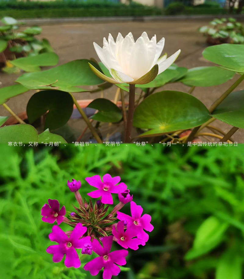 沈阳墓园关于做好含义寒衣节期间祭扫管理的通告