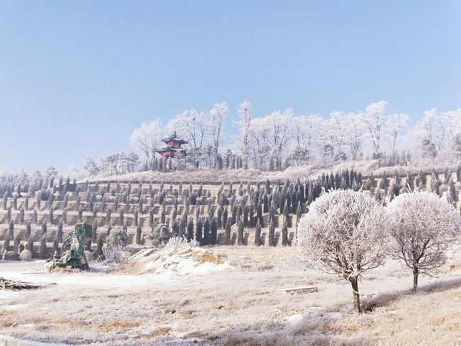 缀雪含霜(图1)