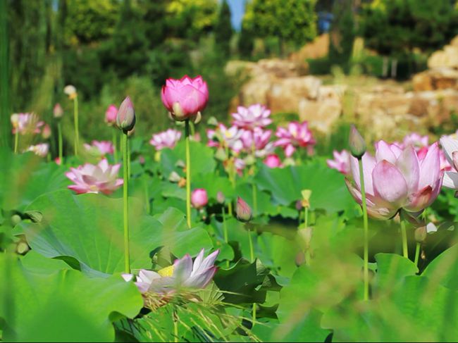 夏之映日芙蕖(图1)