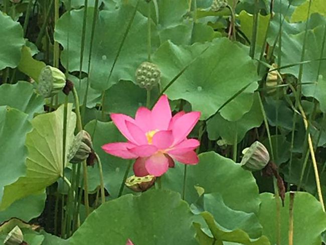 夏之映日芙蕖(图1)